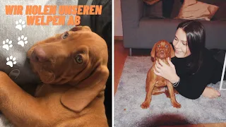 Wir holen unseren Welpen ab! -Magyar Vizsla🧡