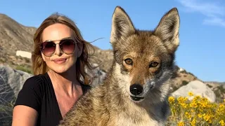 THE COYDOG - 'COYOTE HYBRID' DOG - Dangerous?