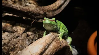 Pierwsze karmienie młodej felsumy #GADZIGANG The first meal of phelsuma baby