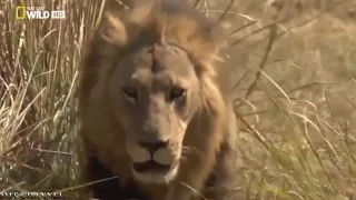 Documentaries 2015 - Wild Botswana Lion Brotherhood