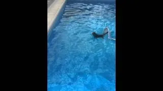 Котик плавает в баcсейне/swimming cat