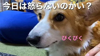 【不発か？】旦那が嫁にさわると怒るコーギー犬が今日は怒らないようです