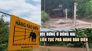 Voi rừng đạp ngã cây, vượt qua hàng rào điện ở Đồng Nai