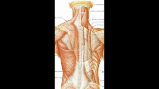 How strengthening your back can help you gain height