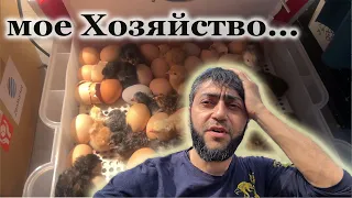 А вот и мое Хозяйство, просили получите)))