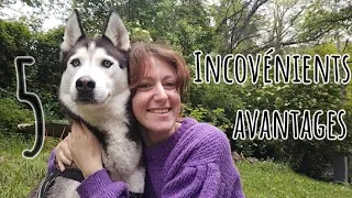 5 avantages et inconvénients d'avoir un husky !