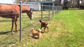 Dogs and horse play together