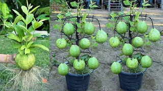 Unique Technique For Grafting Guava Tree | Growing Guava Tree Using Aloe Vera