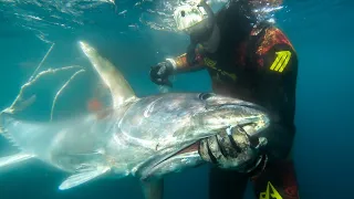 MONSTER Bluefin TUNA Spearfishing🔪CATCH and COOK