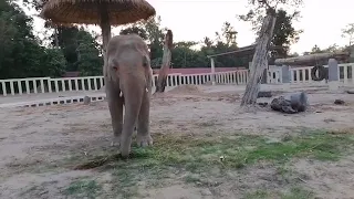 Elephant activities, Update Beautiful Kaavan (Rescued Elephants) [Episode 50]