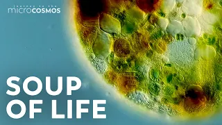 The Tiny Worlds Inside of Single-Celled Organisms