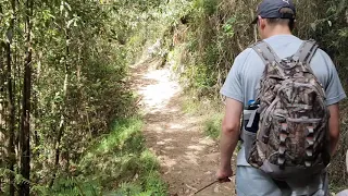 Лирохвост Lyrebird Steavenson's  Falls