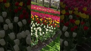 Keukenhof tulip flower show