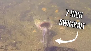 INSANE Underwater Footage! Gopro Swimbait/Jig Footage Big Bass