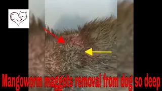 Mangoworm maggots removal  from dog so deep in the body and mouth