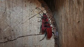 Pyrrhidium sanguineum laying eggs i oak wood.