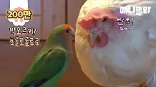 Why Is This Love Bird Always Upset With An Elegant Chicken?