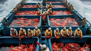 Unveiling the Majesty of Alaskan Red King Crab Catching And Fishing