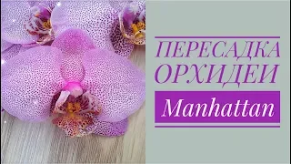 ПЕРЕСАДКА ОРХИДЕИ ФАЛЕНОПСИС (Manhattan)