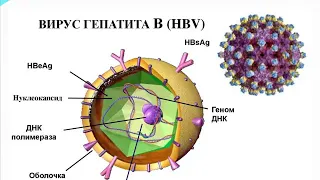 Хронические вирусные гепатиты