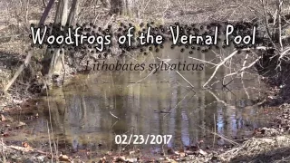Woodfrogs of the Vernal Pool