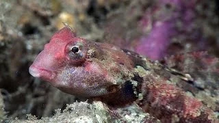 Mucky Secrets - Part 9 - Mandarinfish & other Dragonets - Lembeh Strait