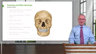 Cranial Fossae and Foramina Inferior & Anterior View