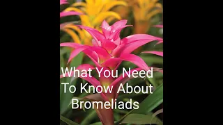 Growing A Bromeliad And How To Care For A Bromeliad Plant❤