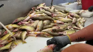 How to fillet yellow perch