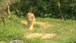 Амурский тигр в сафари-парке Гуанчжоу