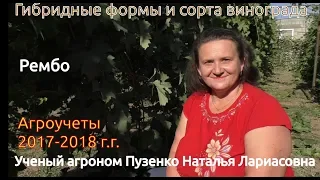 Виноград Рембо- ультраранняя форма винограда на участке Пузенко Натальи Лариасовны