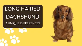 Long Haired Dachshunds - 3 Unique Qualities You Need To Know