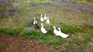 Tayakadın, Arnavutköy, İstanbul 🦆