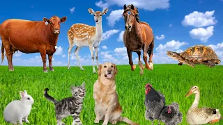 Funny Moments With Farm Animals: Cow, Sheep, Cat, Dog, Chicken - Realistic Sounds