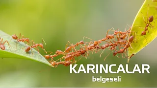 Karıncalar - Hayvanlar Alemi - Belgesel #belgesel