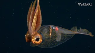 MBARI 2022: Mesmerizing moments bring the diversity of life in the deep sea into our hearts