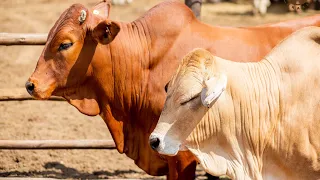 How to select cattle for pen fattening/ feedlot. Suitable breeds?