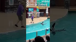 How fast can Sea Lions swim?