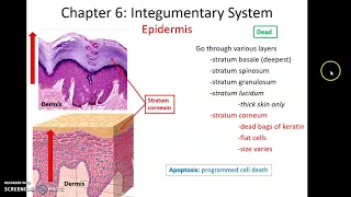 Chapter 6 Topics: Epidermis, Dermis and Subcutaneous layer