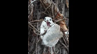 [4K]エゾモモンガ　Siberianflyingsquirrel shorts