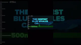 I Just Realized How Deep The Ocean Is (tiktok) #shorts