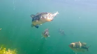 BIG Swimbaits Getting DESTROYED! Epic Underwater Footage!