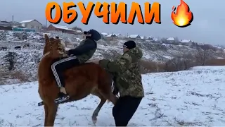 Идём обучать лошадь без седла 💪Калмыкия