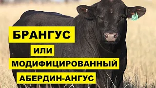 Брангус - супер мясная порода КРС | Мясное скотоводство | Коровы и бычки Брангус