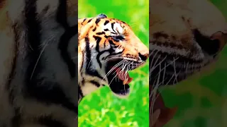 10 Brutal Leopard And Dog Fights Caught On Camera! 2023