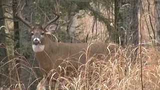 Huge Saskatchewan whitetail deer shot at 15 yards!