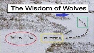 The Wisdom of wolves