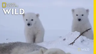 Polar Bear Cubs Leave the Den | Kingdom of the Polar Bears