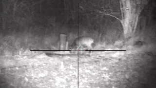 Pulsar Digex N455 + LASER IR 940 - roe deer at 60 -100m