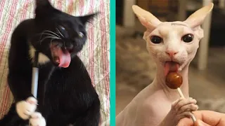 BEST CAT MEMES COMPILATION OF 2020 PART 23 (FUNNY CATS)